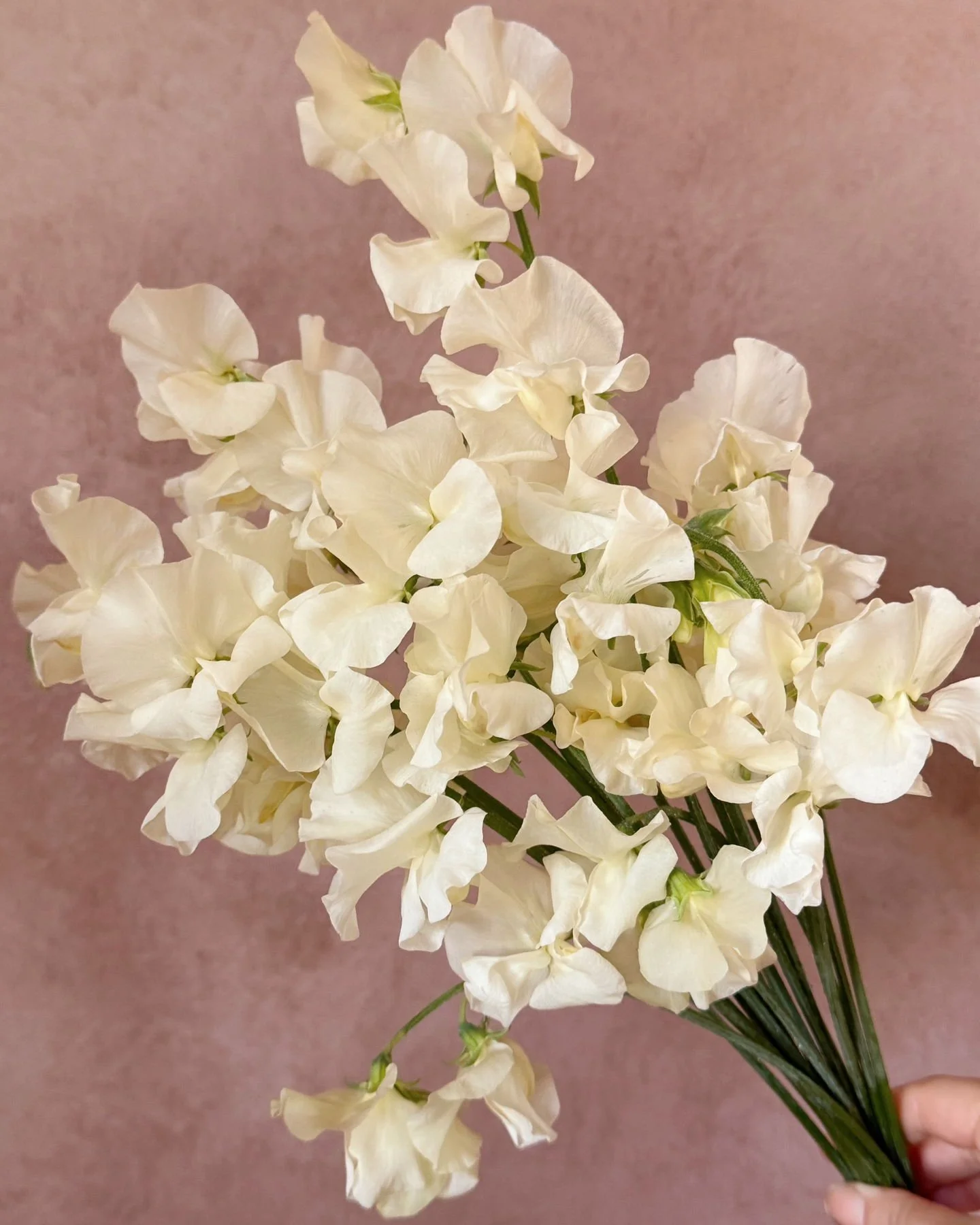 Japanese Sweet Pea 'Stella', we love her so much.