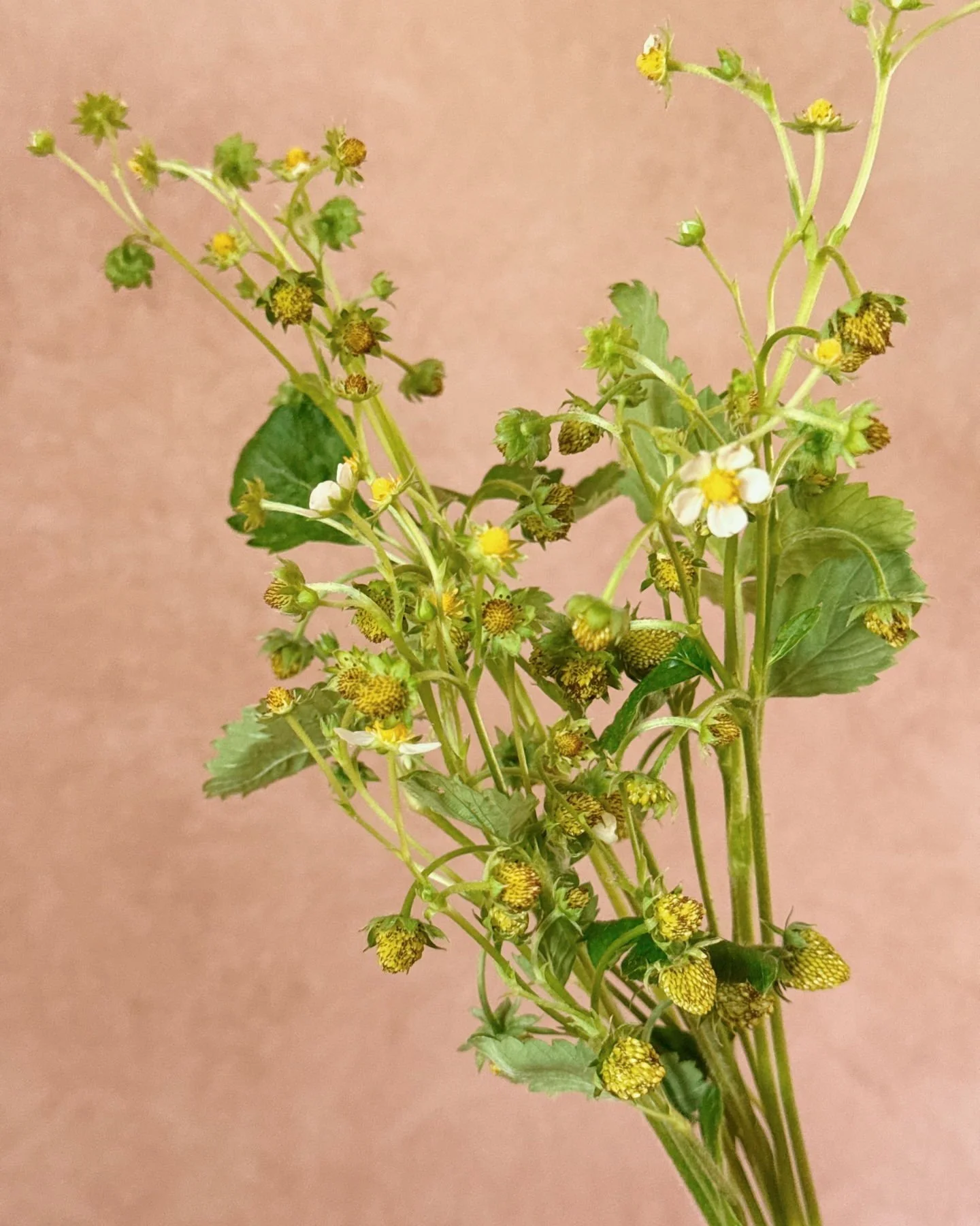 sweetie alpine strawberries from @uprising.seeds that continue to give me so much joy.