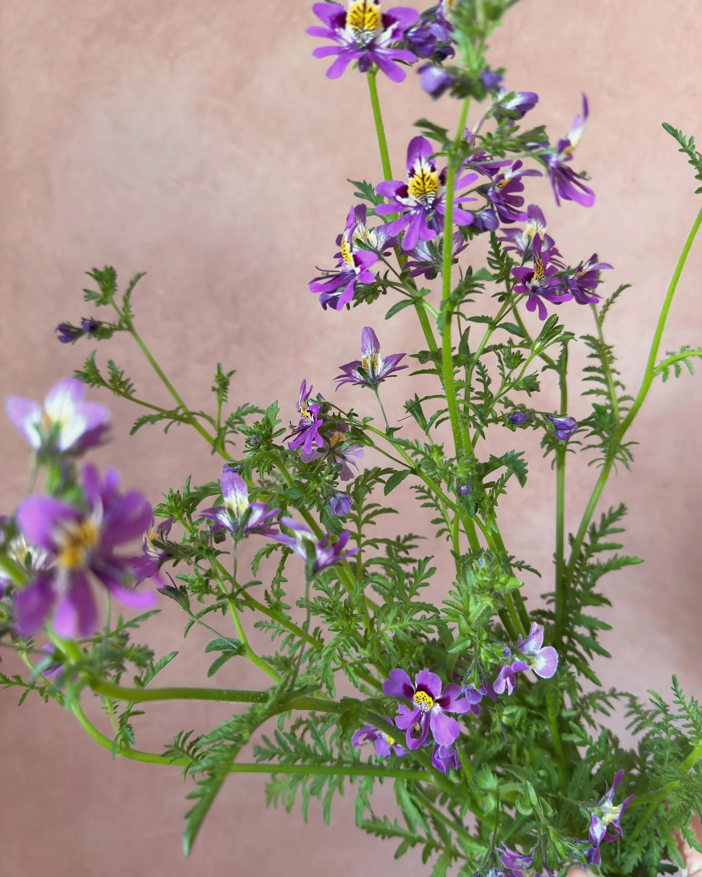 When you grow something from seed, delicately transfer from pot to garden, water and weed, give it so much love, and no one loves because it's purple...I do not know you.