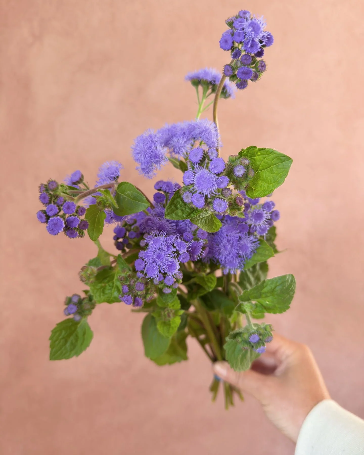 Ageratum 'Tall Blue Planet' that I love so much.