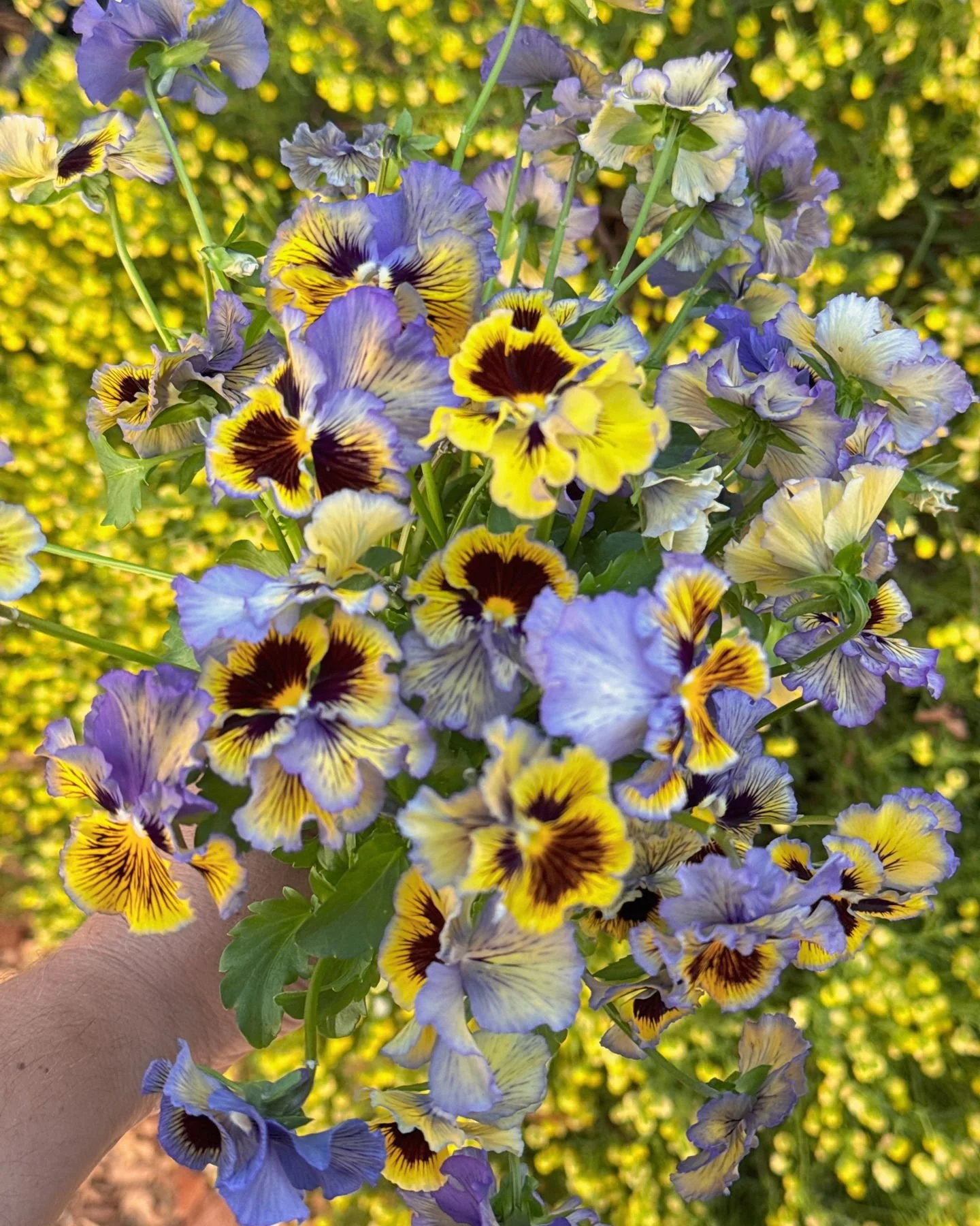 Handful of my favorite little Viola, 'Frizzle Sizzle Yellow-Blue Swirl'.