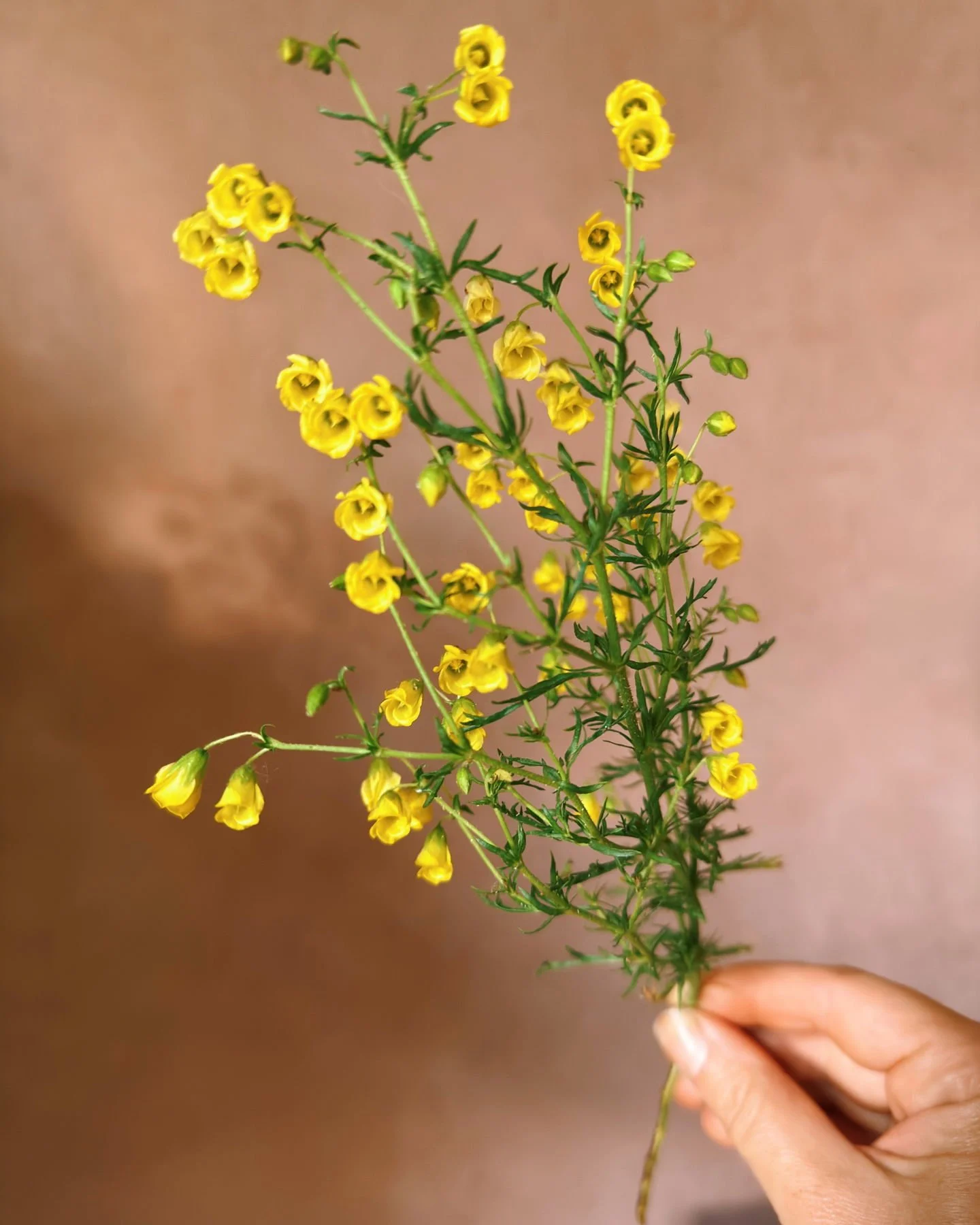 My favorite little scented CUTIE. Hermannia verticillata or Honeybells.