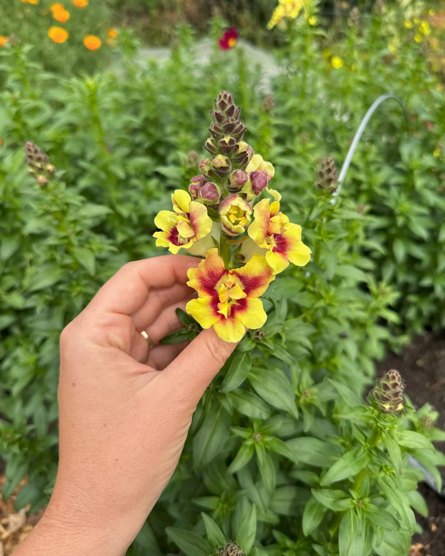 Snapdragon 'DoubleShot Yellow Red Heart', a new intro for us this year. We are particularly in love with the Doubleshot series and this is no exception.