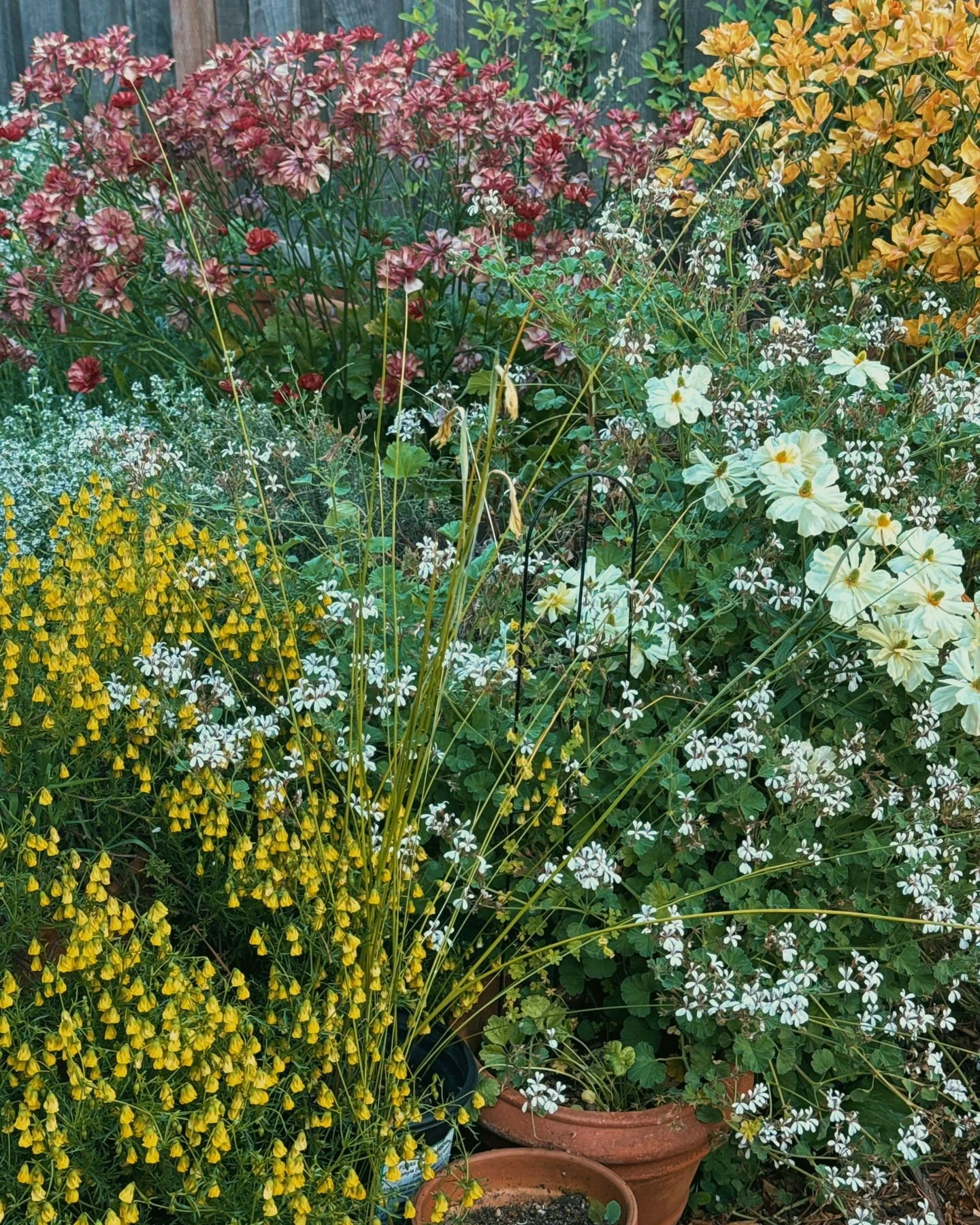 The art of editing applies to the garden as well.  Removing Butterfly Ranunculus 'Musa' made this little vignette so much more harmonious to me. Adding in some Bearded iris to break up the texture drama of Hermannia verticillata and flowering Thyme h