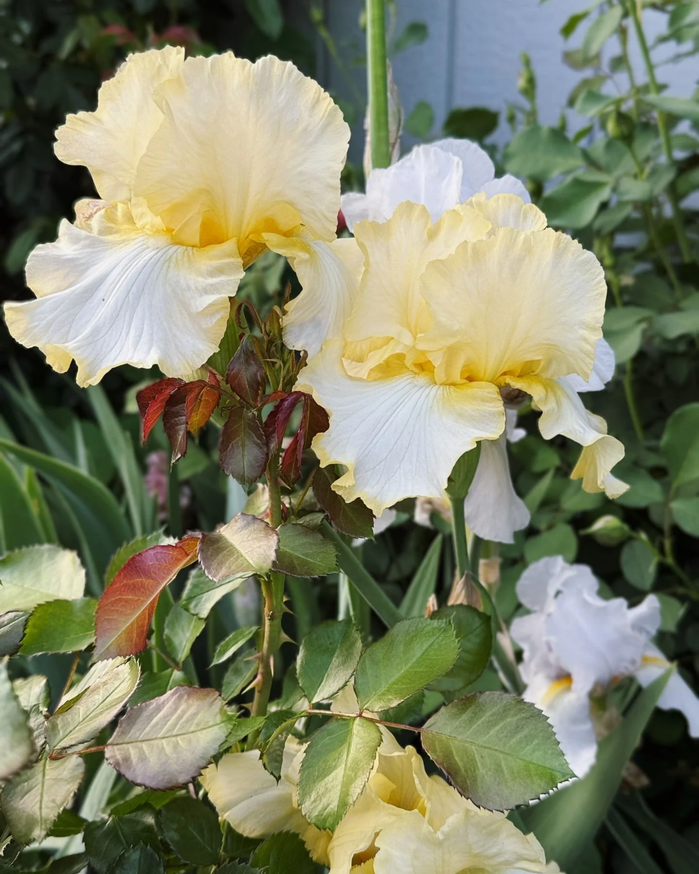 Bearded Iris magic