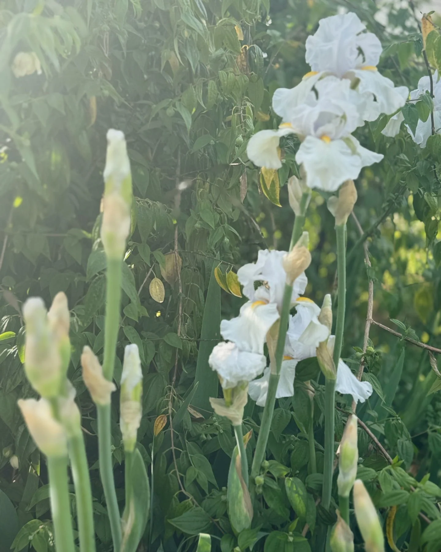 My mystery pale blue Bearded Iris that I have been dividing for the past 8 years. She is the most magical.