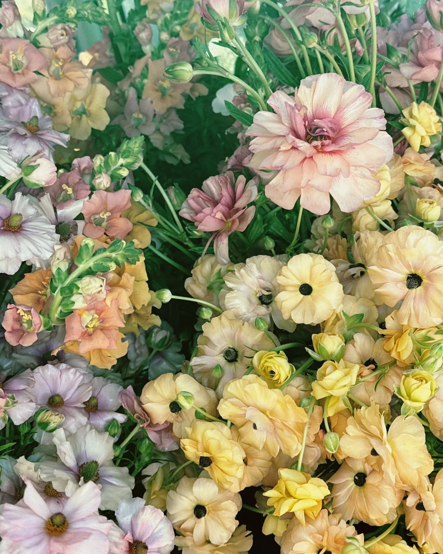 Butterfly Ranunculus 'Vestalis', 'Aridane' and 'Musa' with Snapdragon DoubleShot Peach.