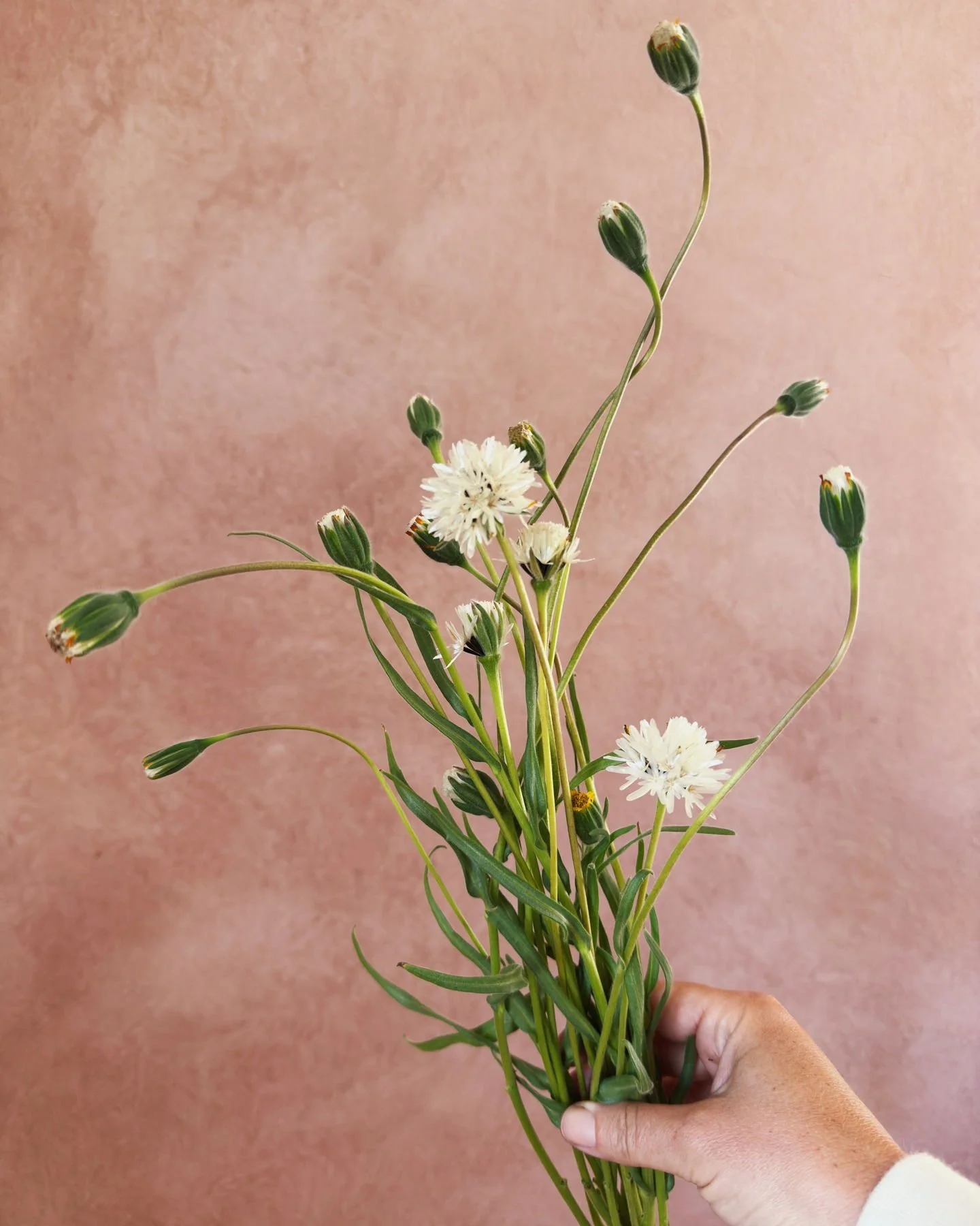 The most demure, unassuming little California native that turns into a charming little foof. Achyrachaena mollis or its common name, 'Blow wives'