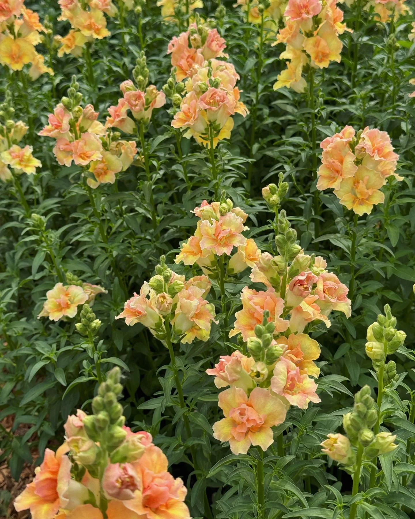 Snapdragon 'DoubleShot Peach'