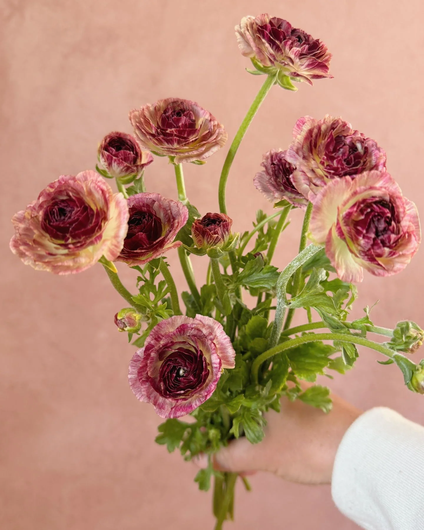 Labeled as the novelty Ranunculus 'Brushmark Cesar' this came in a much deeper  raspberry, painted on creamy yellow petals instead of cherry markings on white petals.  we loved her.