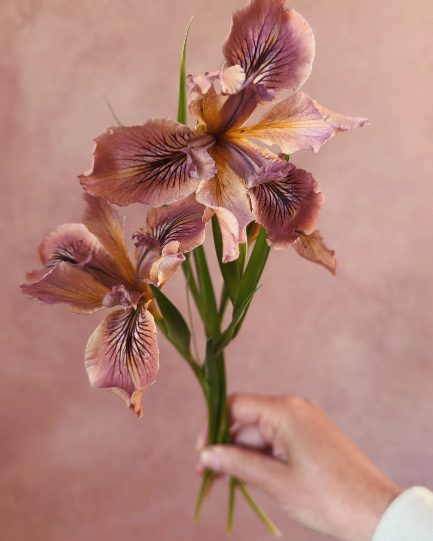 We love Siberian Irises, I've unfortunately lost the tag on this one. But she doesn't mind and prolifically blooms all the same.