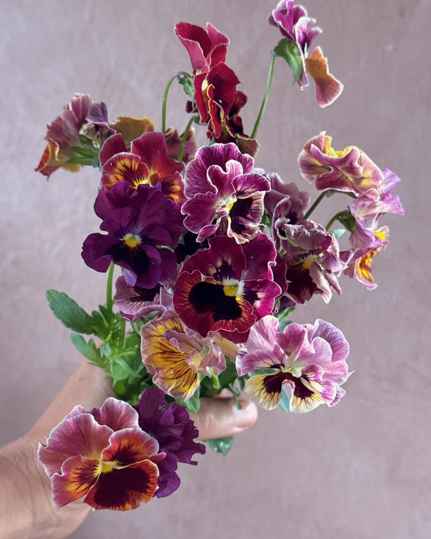 Viola 'Chianti' Mix, but just the moody tones.