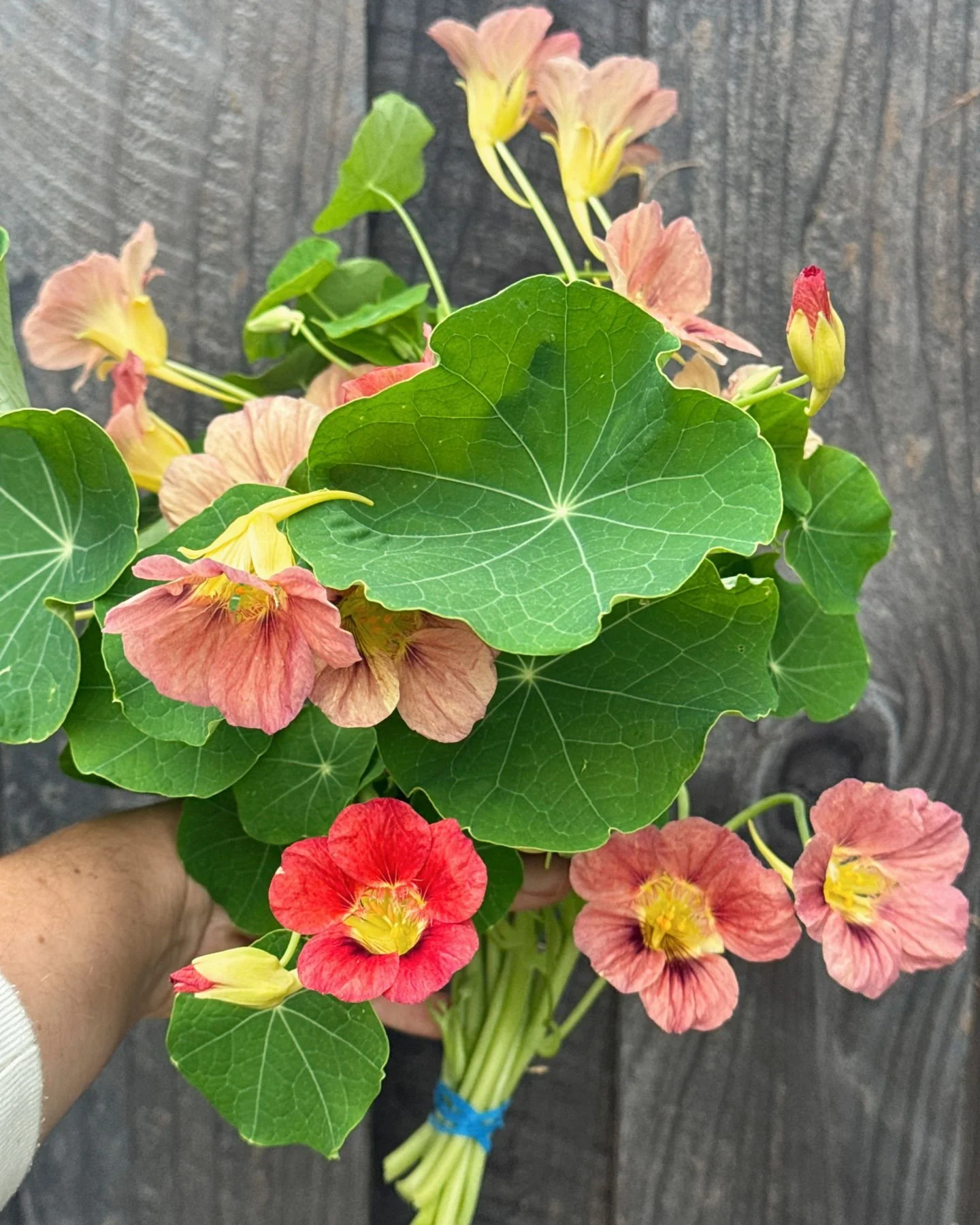 Nasturtium is so prevalent on our property and we have grown so many different varieties that we have started to see some really lovely hybrids. This is reminiscent of Lady Bird Rose and Cherry Rose, but with long trailing stems. Adore.