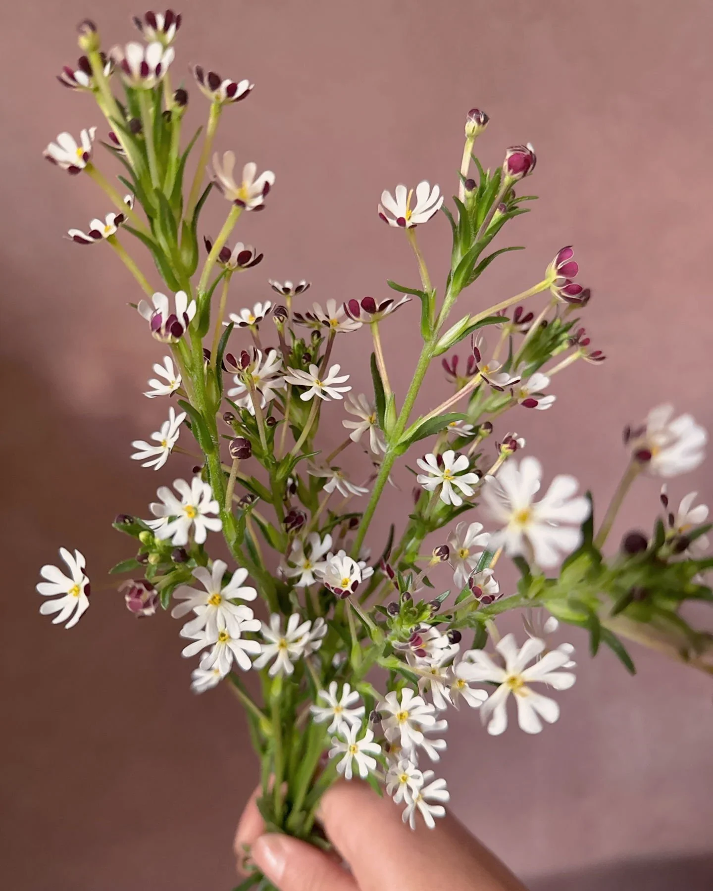 Zaluzianskya capensis or Night Phlox 'Midnight Candy' only opening fully at night, filling the air with its sweet candy scent.