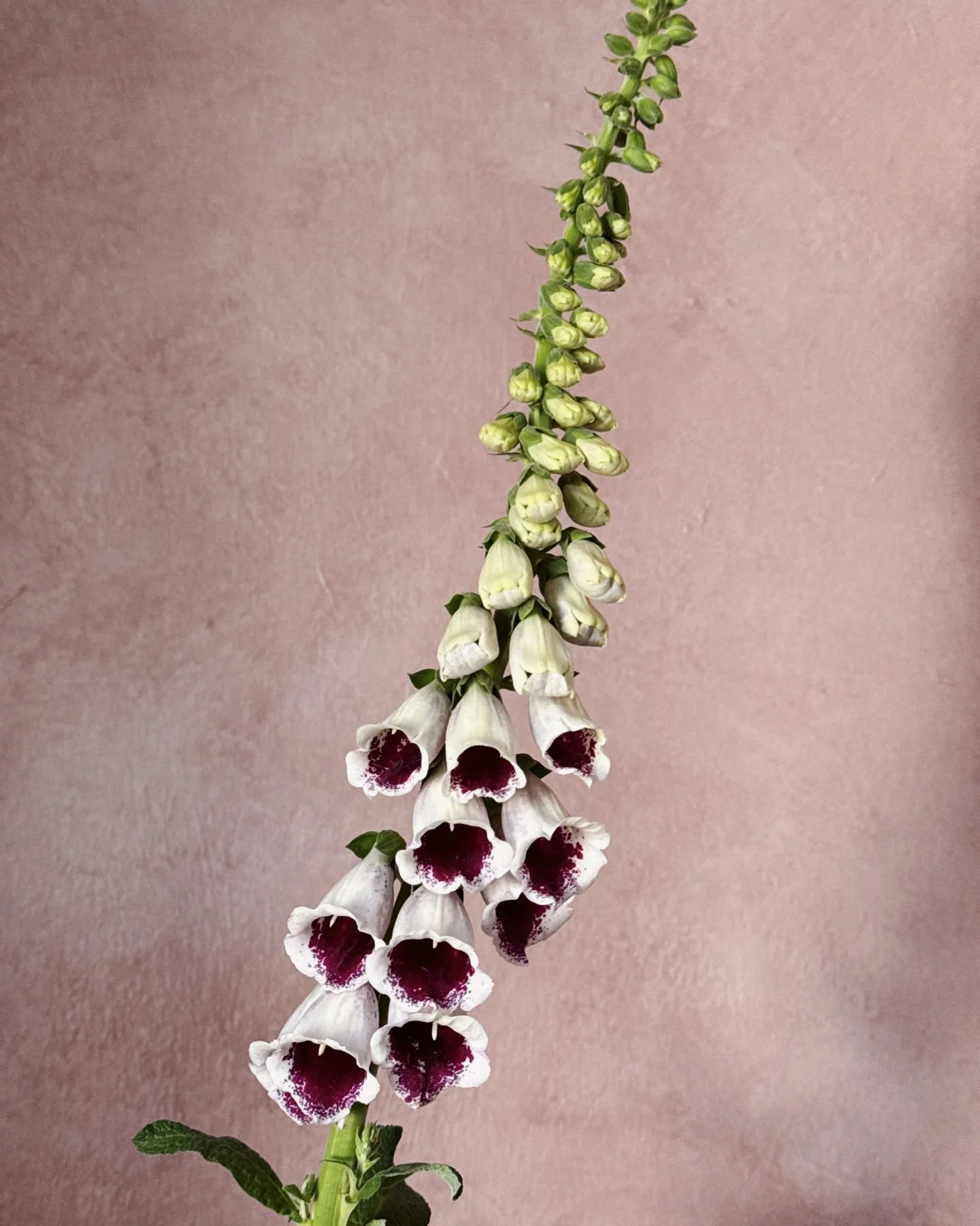 A little ode to Digitalis &lsquo;Pam&rsquo;s Choice&rsquo;, one of the most charming foxgloves we&rsquo;ve grown.