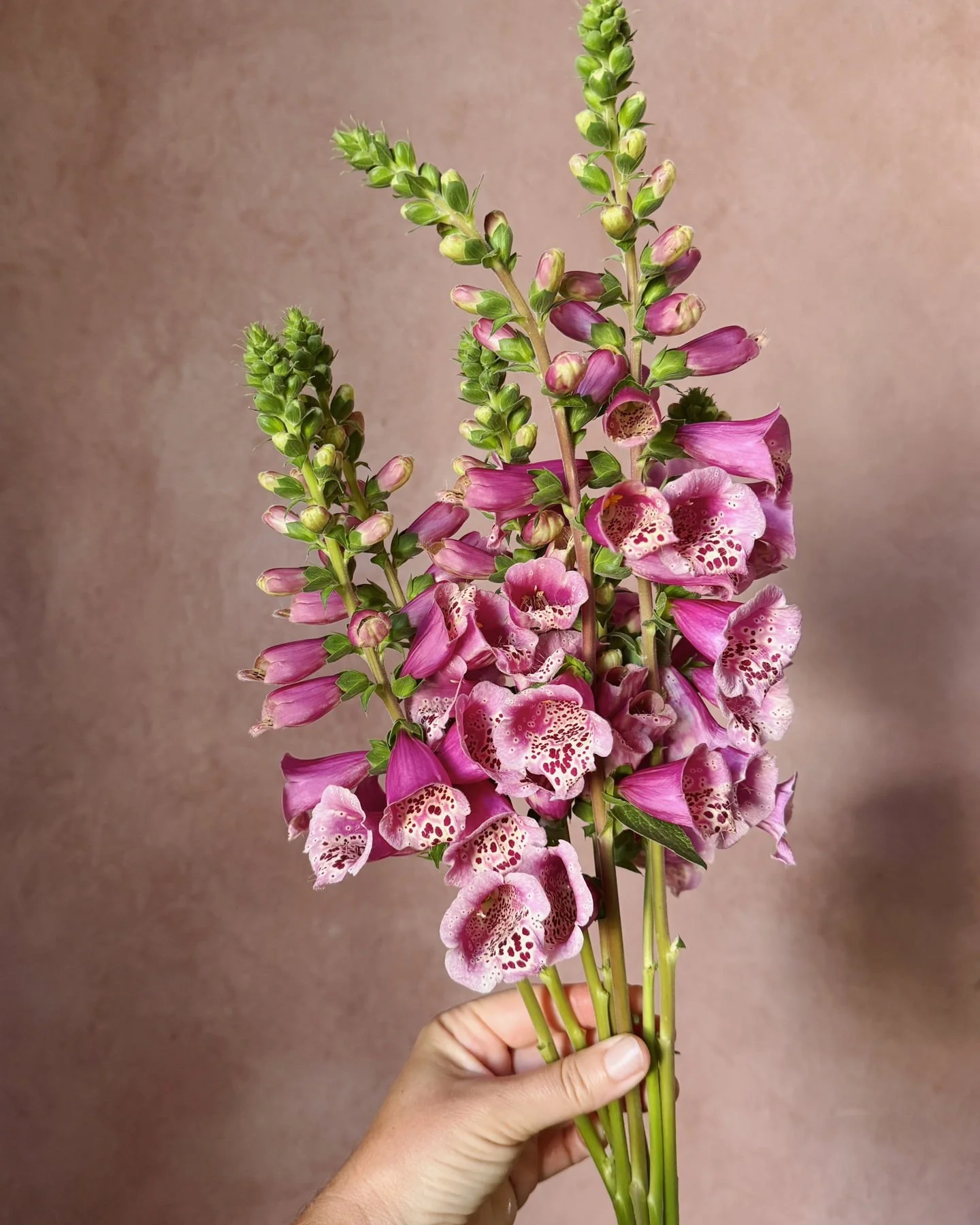 Digitalis &lsquo;Foxybee Dark Pink&rsquo; introduced by Jelitto. 

This is a FYF (first year flowering) compact Digitalis that we trialed along with &lsquo;Foxybee Apricot&rsquo;. I can say with certainty that both were FYF, with Apricot growing a li