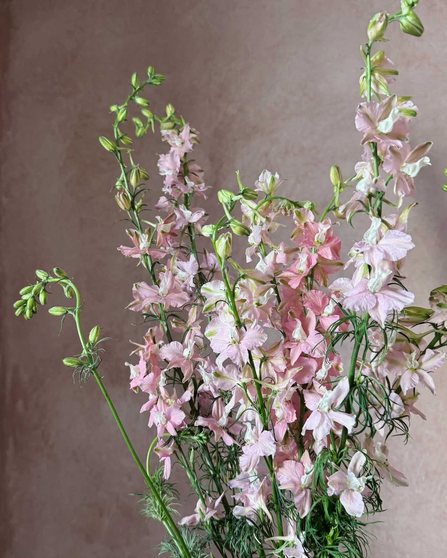 Consolida or Larkspur szn is one of our favorites- we love all colors, all shapes, all sizes.  A new intro to us was Pink Queen and we loved her.