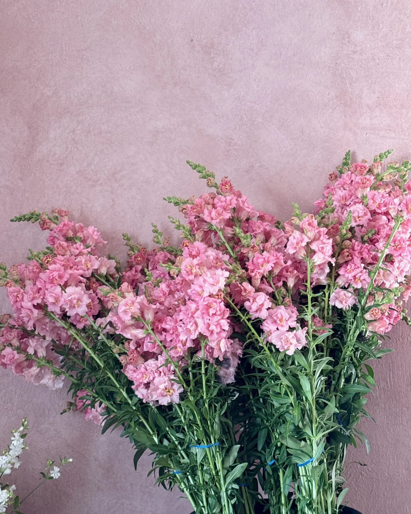 Every spring we pick one snapdragon to grow en masse, on our longest bed (which is only 30 feet). We pack 250 plants into this bed and let 👏 it 👏 rip 👏. This year we chose Madame Butterfly Pink, we loved it, you loved it, the bees loved it.  One o