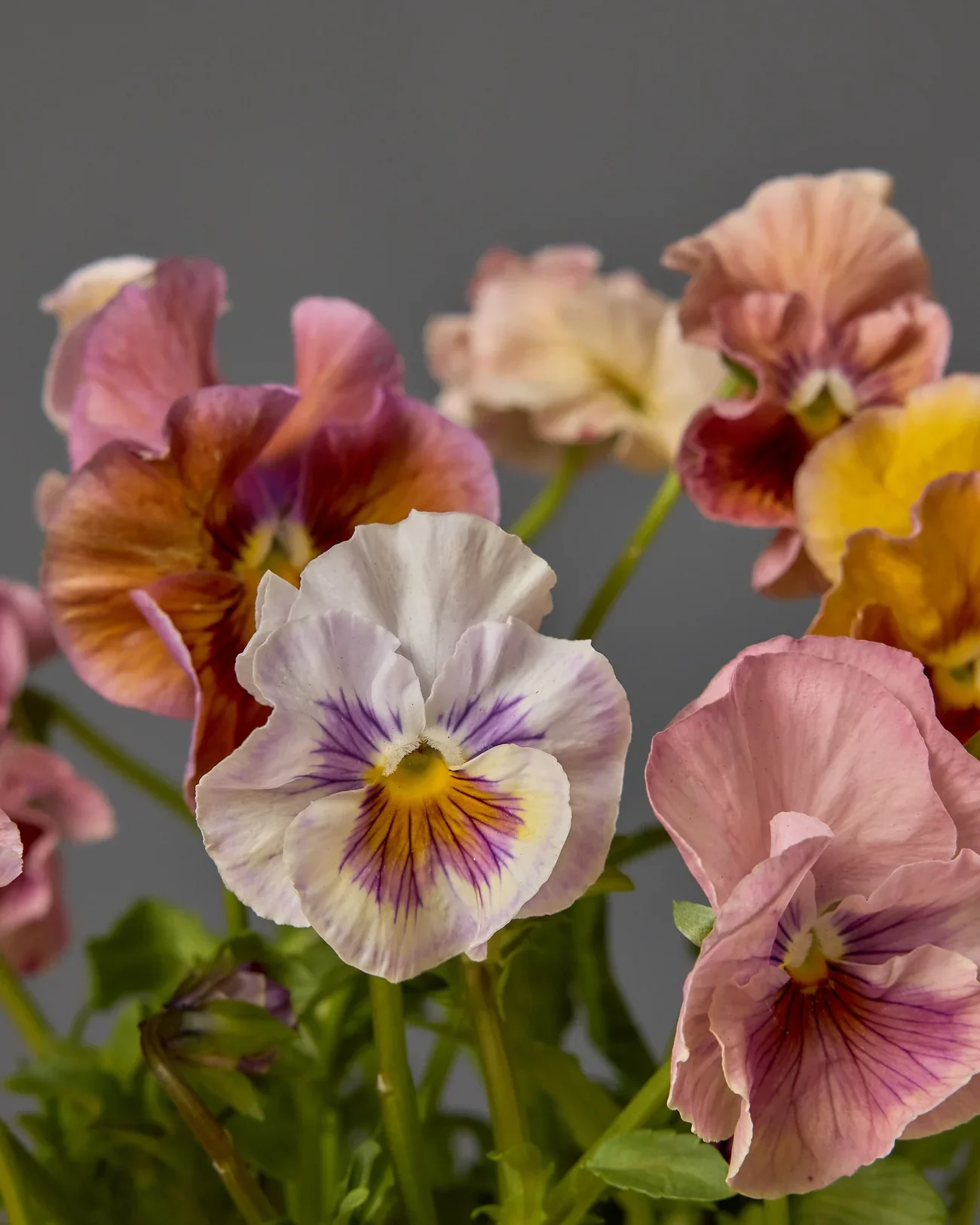 Pansy_Chianti_Mix.webp