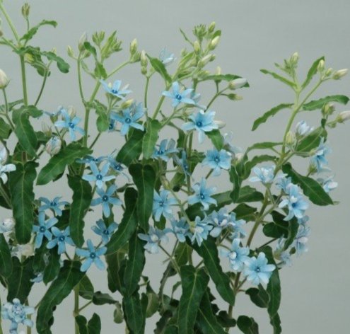 Tweedia-caerulea-Pint-Blue-Mix-630x600.jpg
