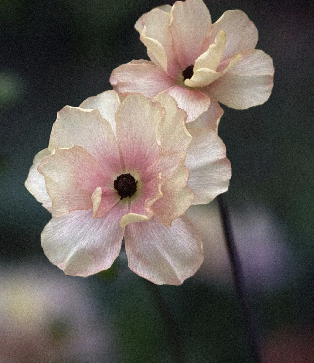 Butterfly Ranunculus 'Hestia'
