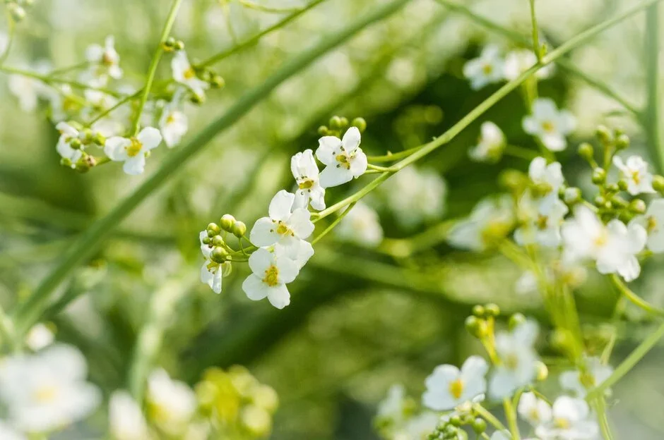 Crambe_cordifolia_closeup.webp