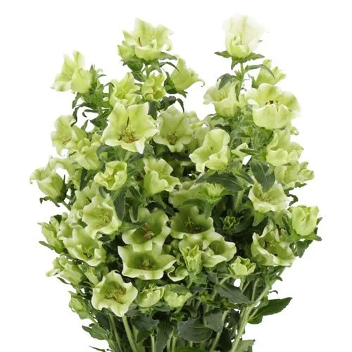 CAMPANULA-EVERGREEN-SINGLE-WHITE-70cm.jpg