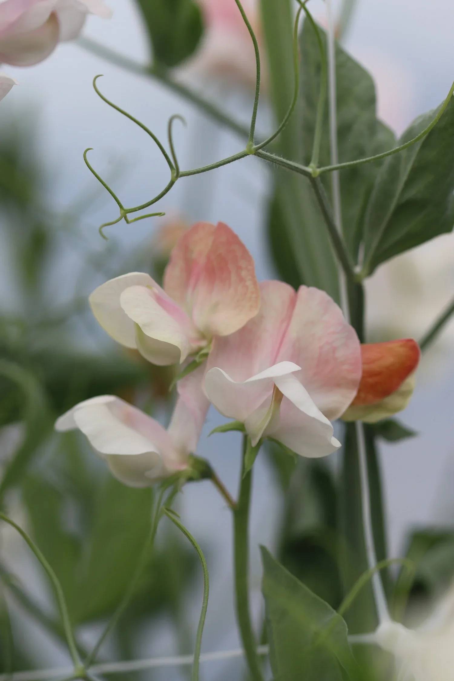 Sweet Pea Pink Blondie.webp