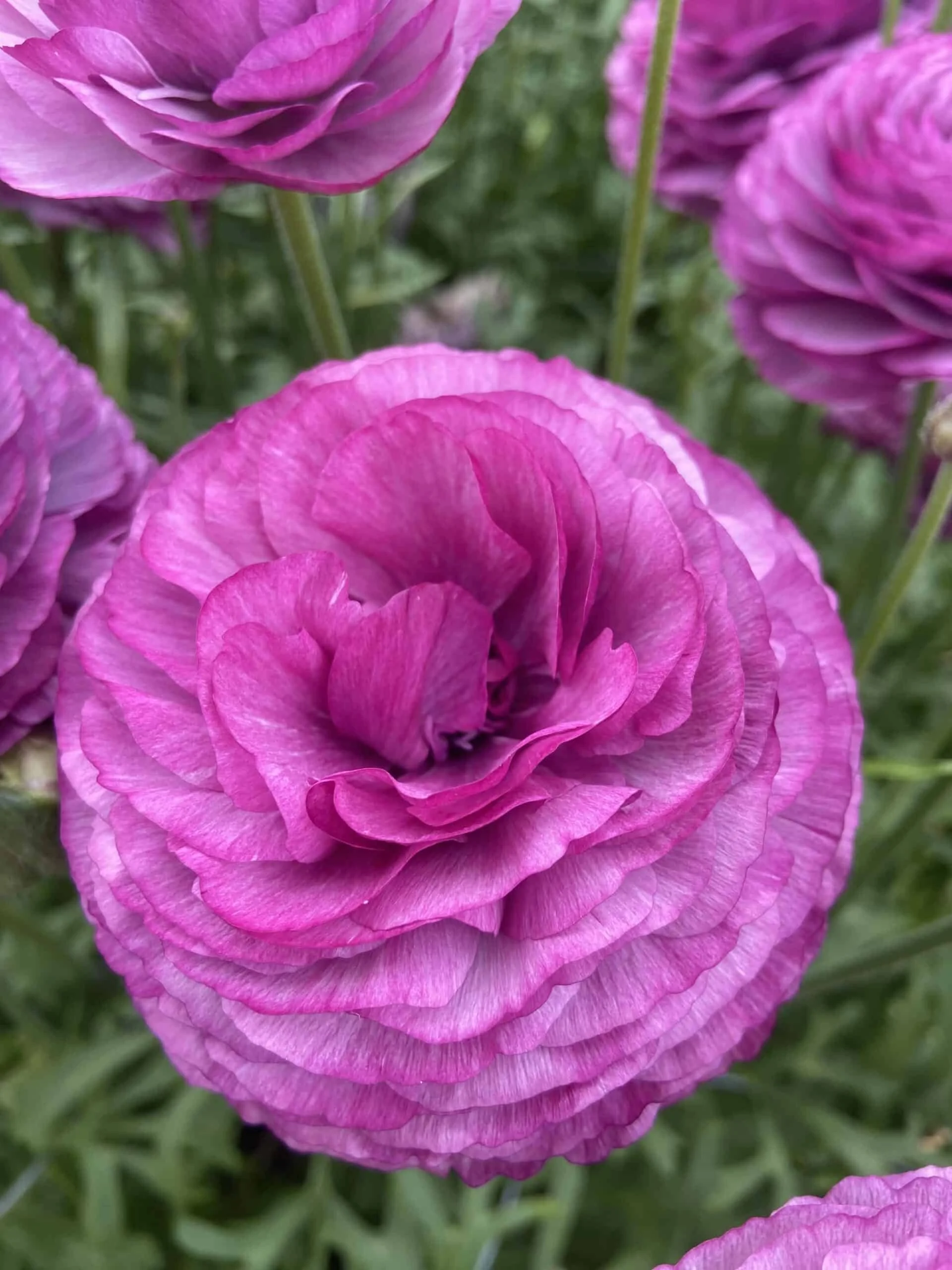 Ranunculus-Romance-Loubeyres-11-min-scaled.jpeg