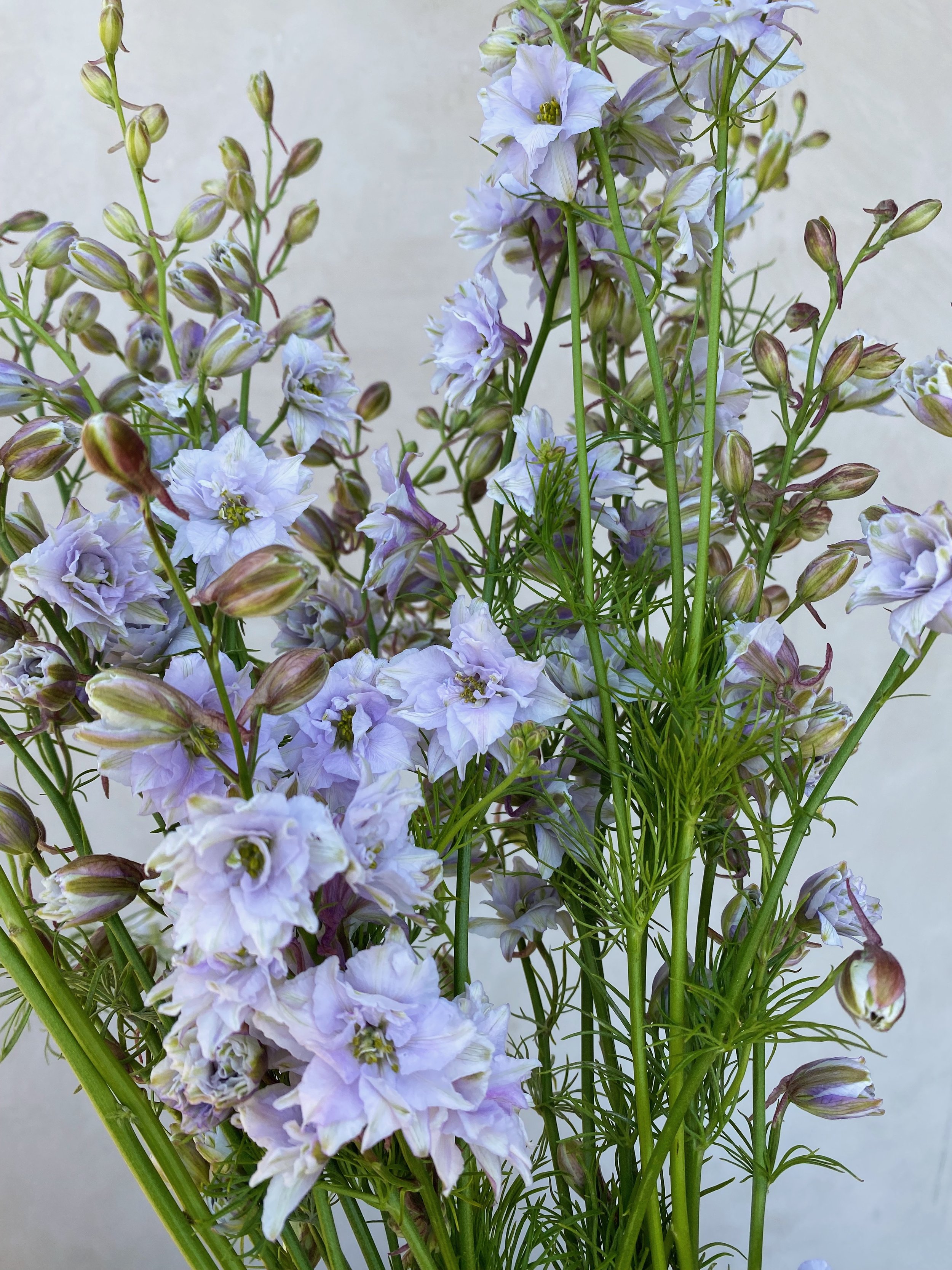 Larkspur 'Smokey Eyes'