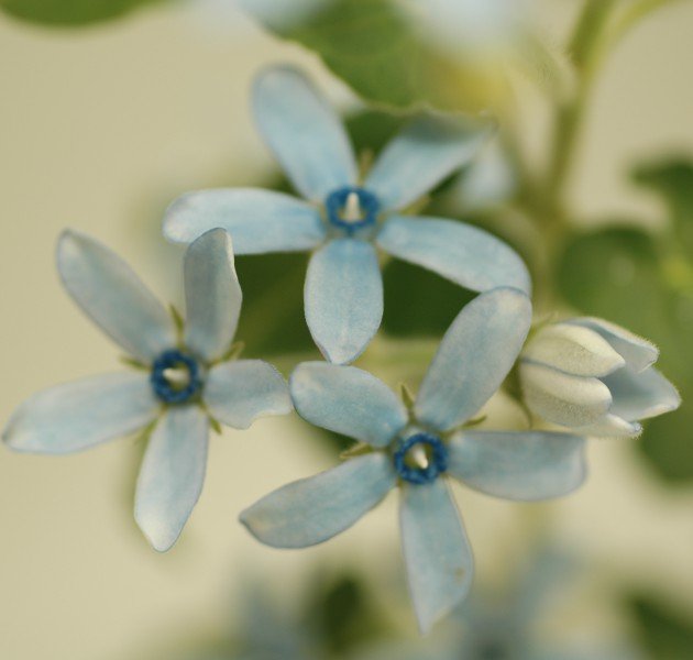 Tweedia-Blue-Single-630x600.jpg