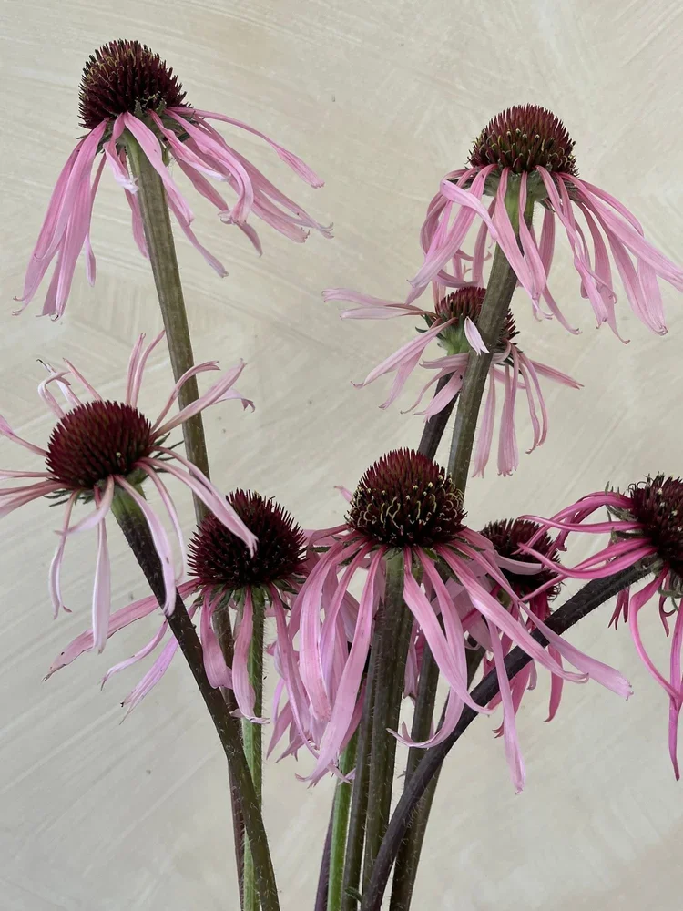 ECHINACEA+pallida.webp