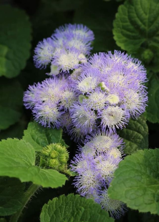 Ageratum leda.jpg