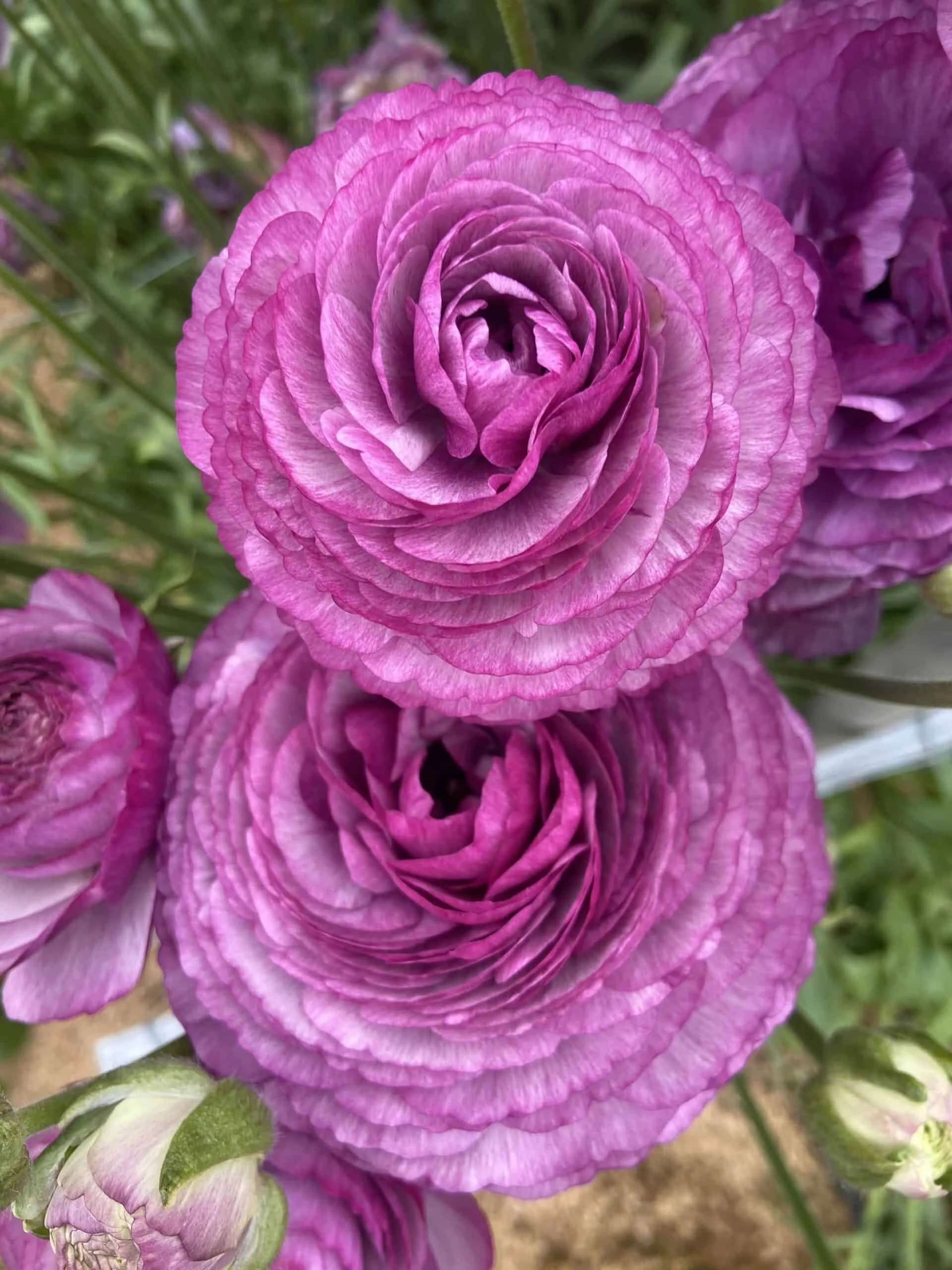 Ranunculus-Romance-Loubeyres-16-min-scaled.jpeg