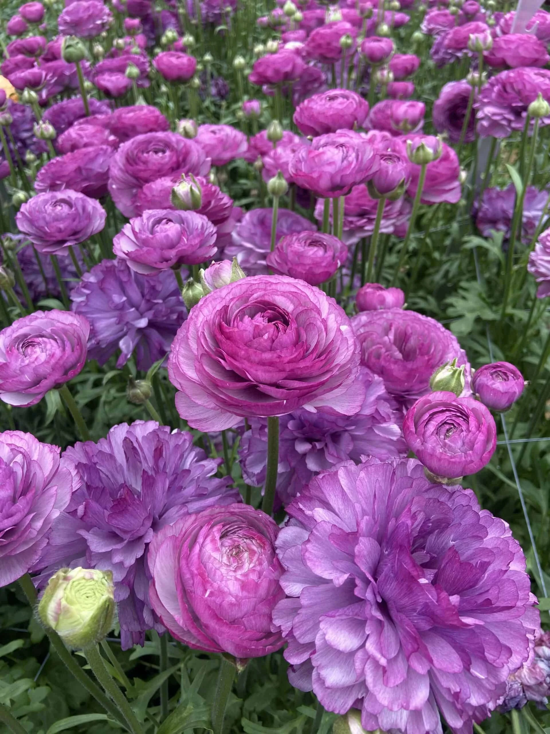 Ranunculus-Romance-Loubeyres-02-min-scaled.jpeg