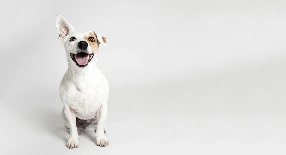 canine obedience training near me