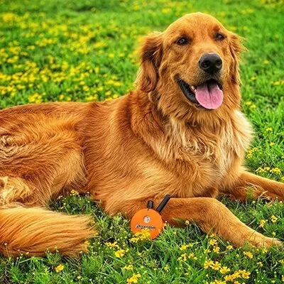 e collar off leash training
