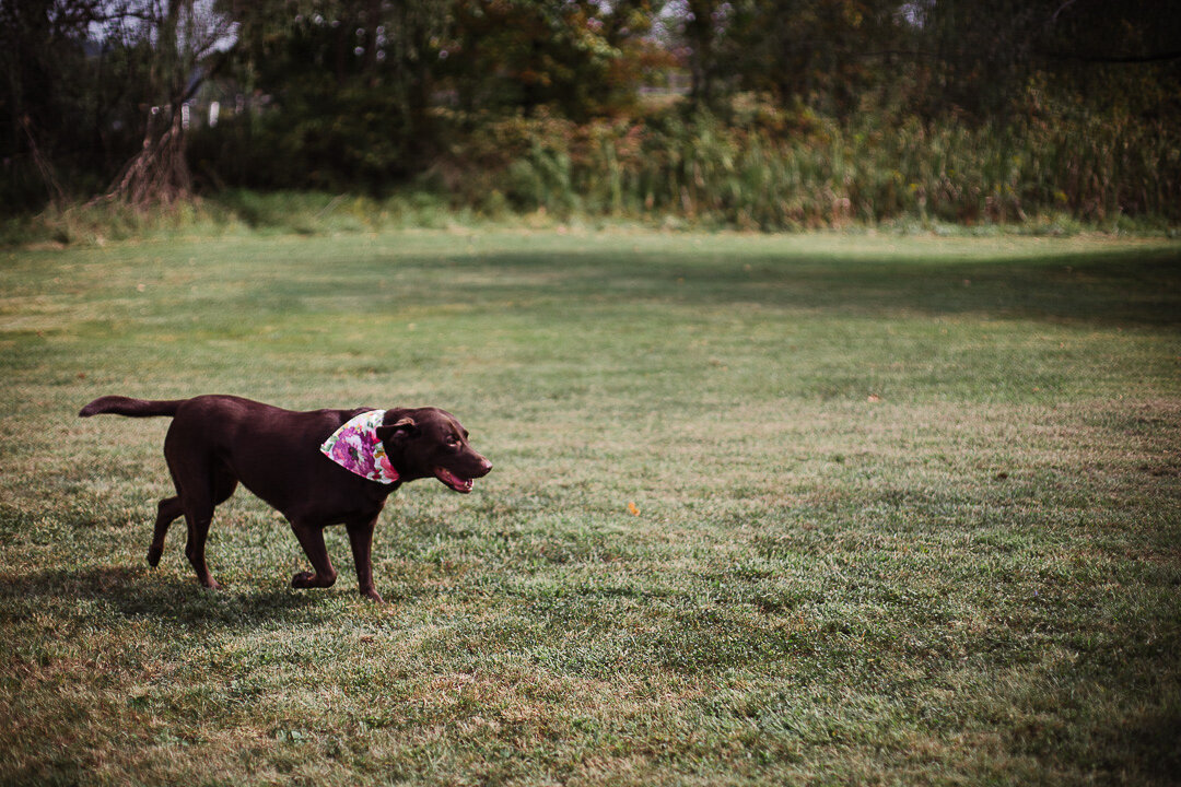 Laurel Highlands Wedding | Pittsburgh Wedding Photographer