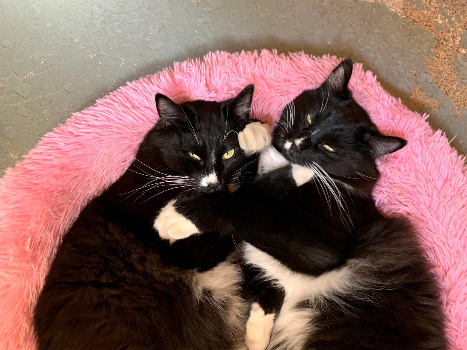 Shelter with Kitties