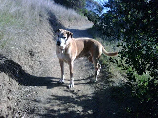 My wonderful dog Roscoe