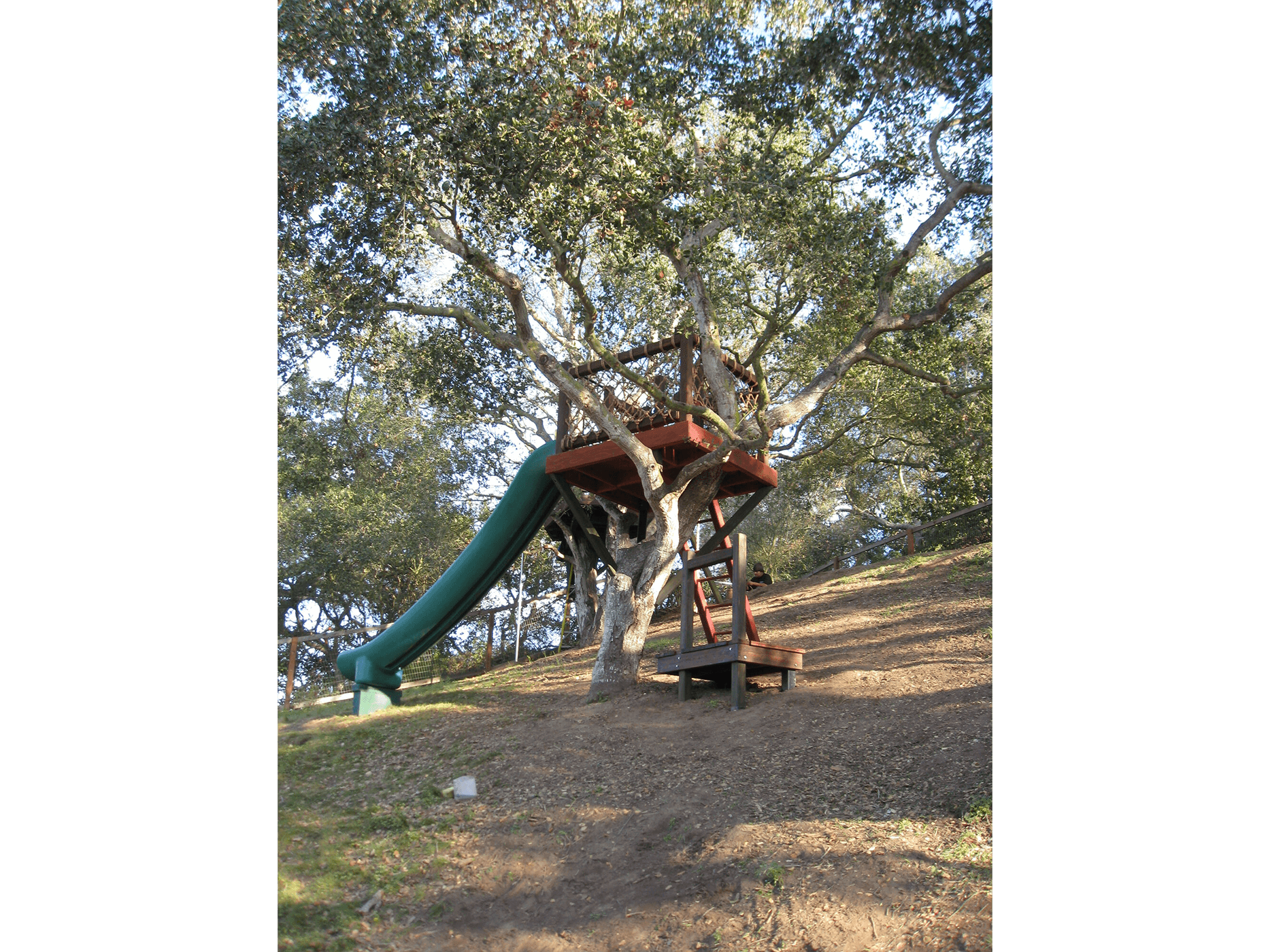 7 Lawrence Tree Perch 022 slide.JPG