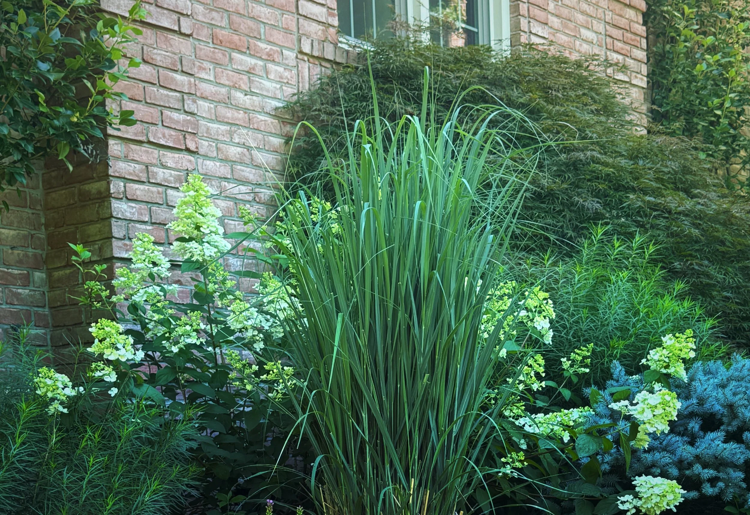 'Totem Pole' switchgrass catching late light in its fourth year at a low-maintenance Lebanon, Tennessee native garden.
