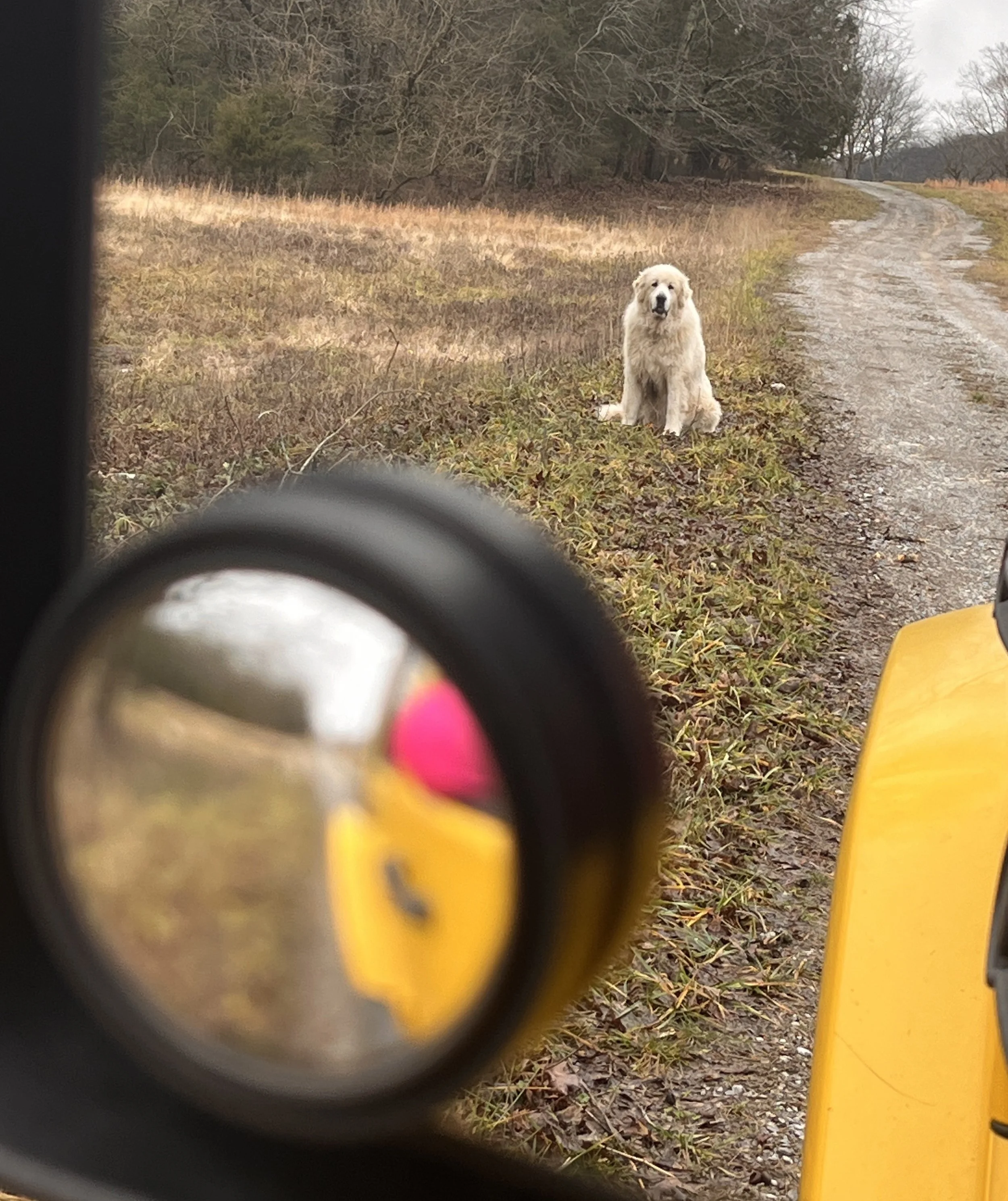 Great pyrenees on gravel driveway on farm in TN