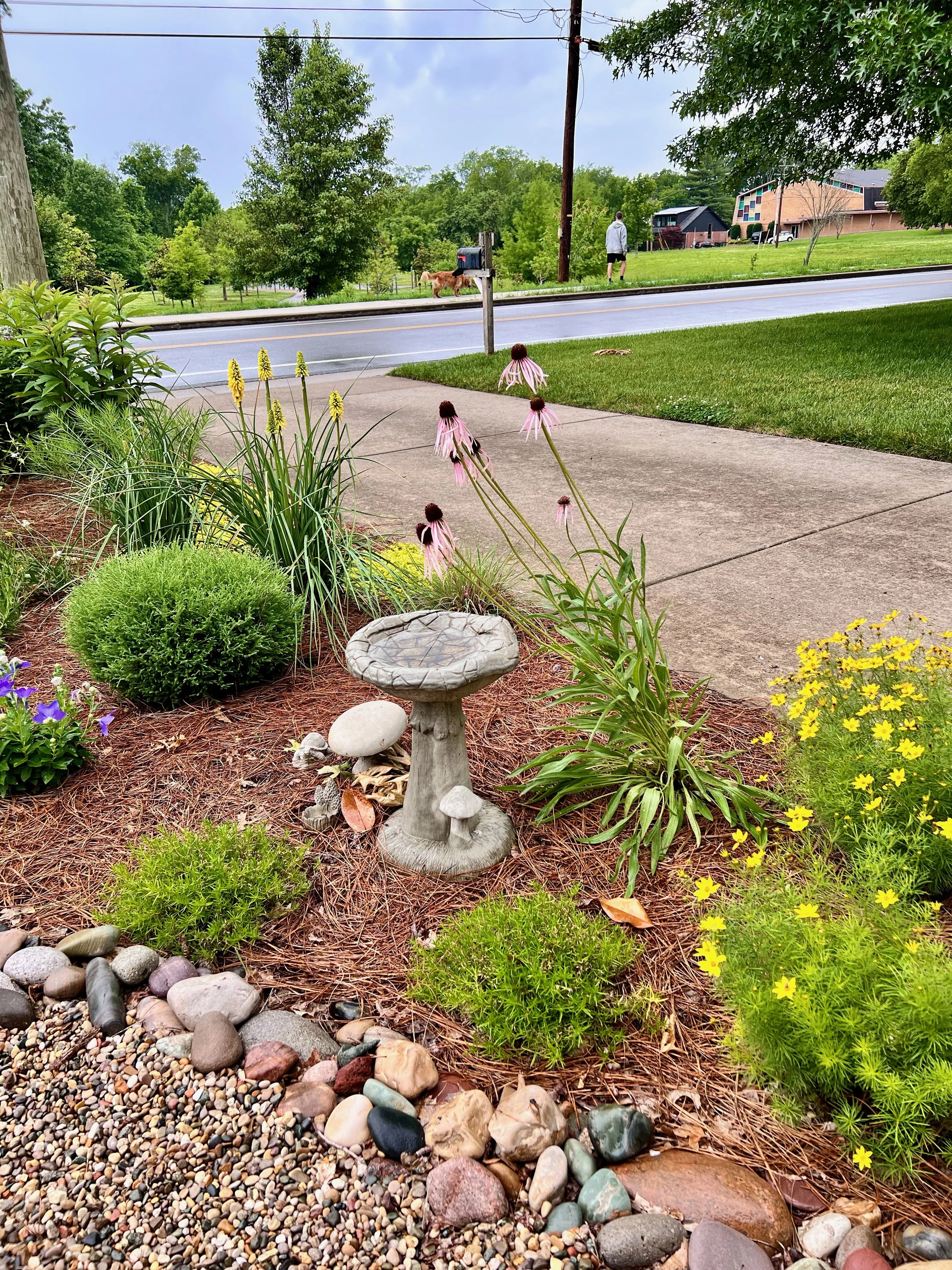 Pale purple coneflower blooming in a gorgeous Nashville front yard, street-side, pollinator garden.