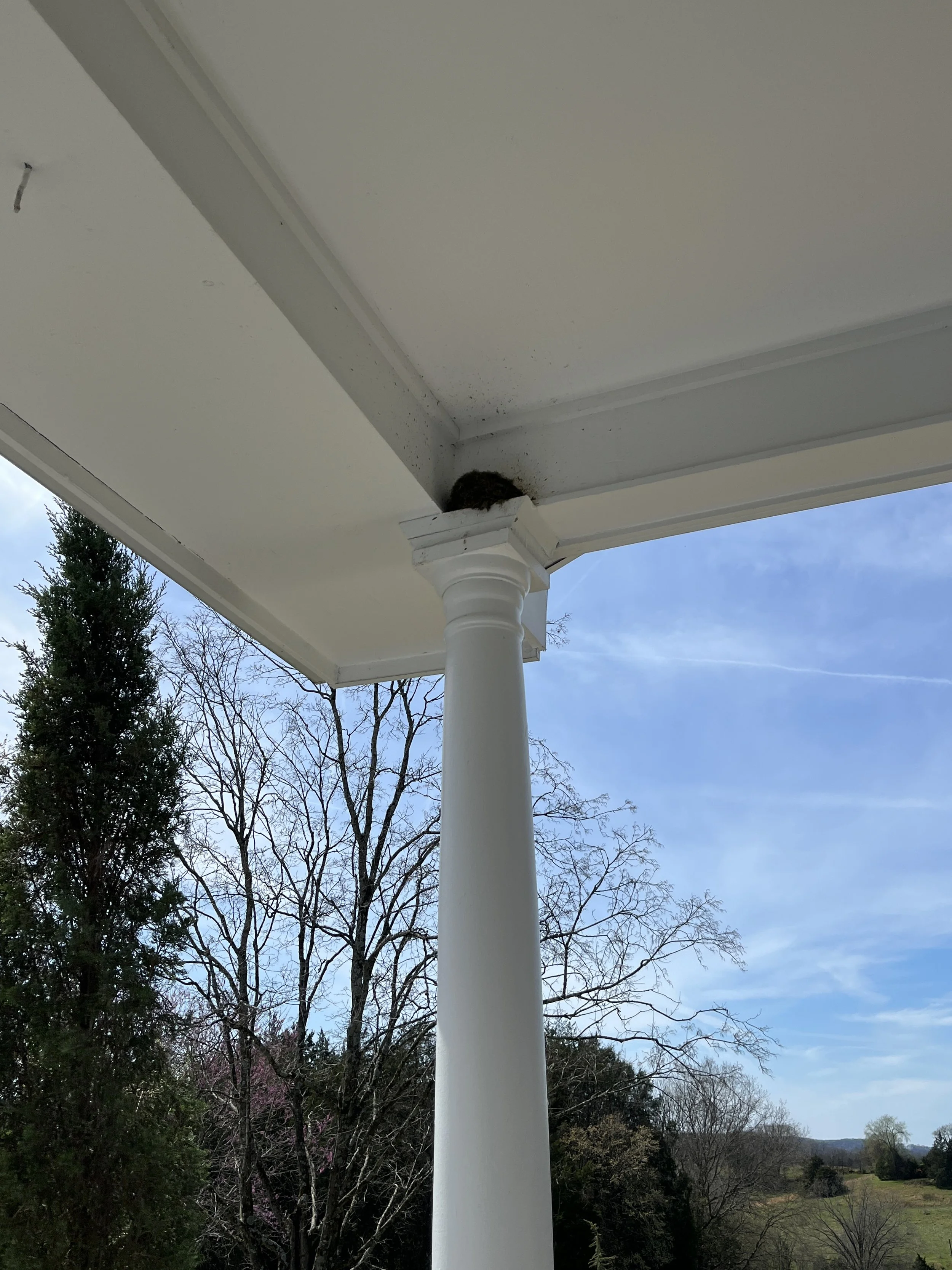 Bird Nest in corner of covered porch in TN in March