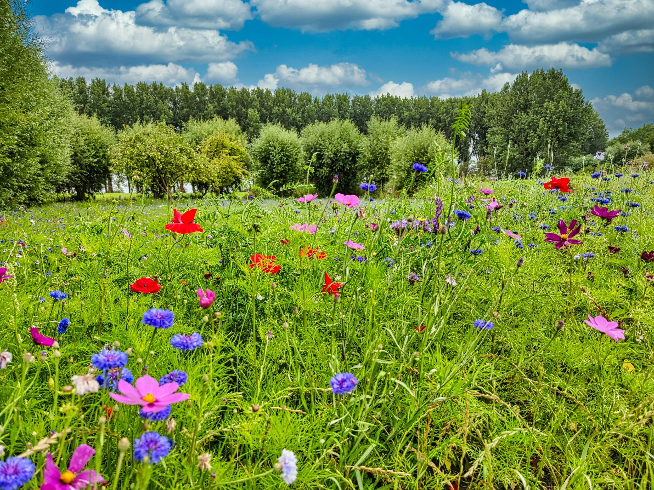 Transforming Your Nashville Lawn into a Stunning Wildflower Meadow