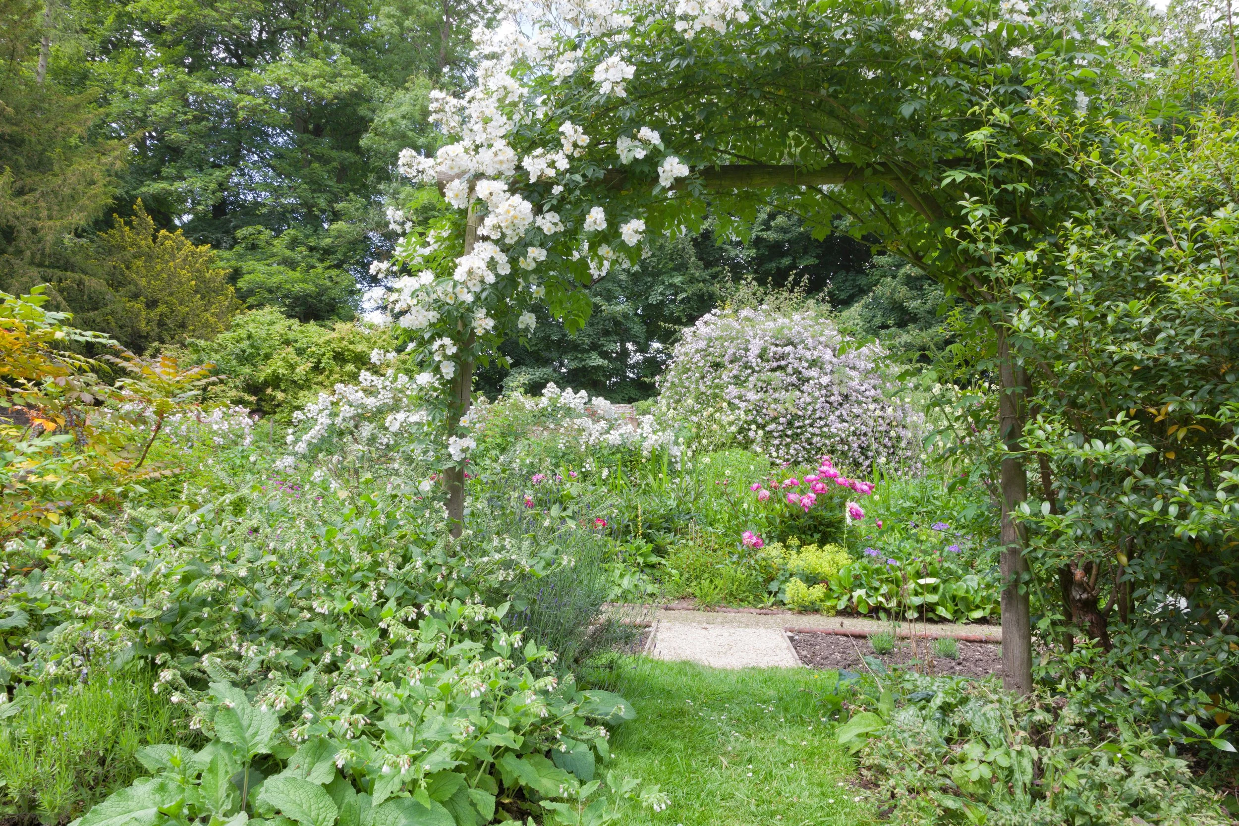 A late spring blooming backyard garden with arched trellis blooms and dense shrubs