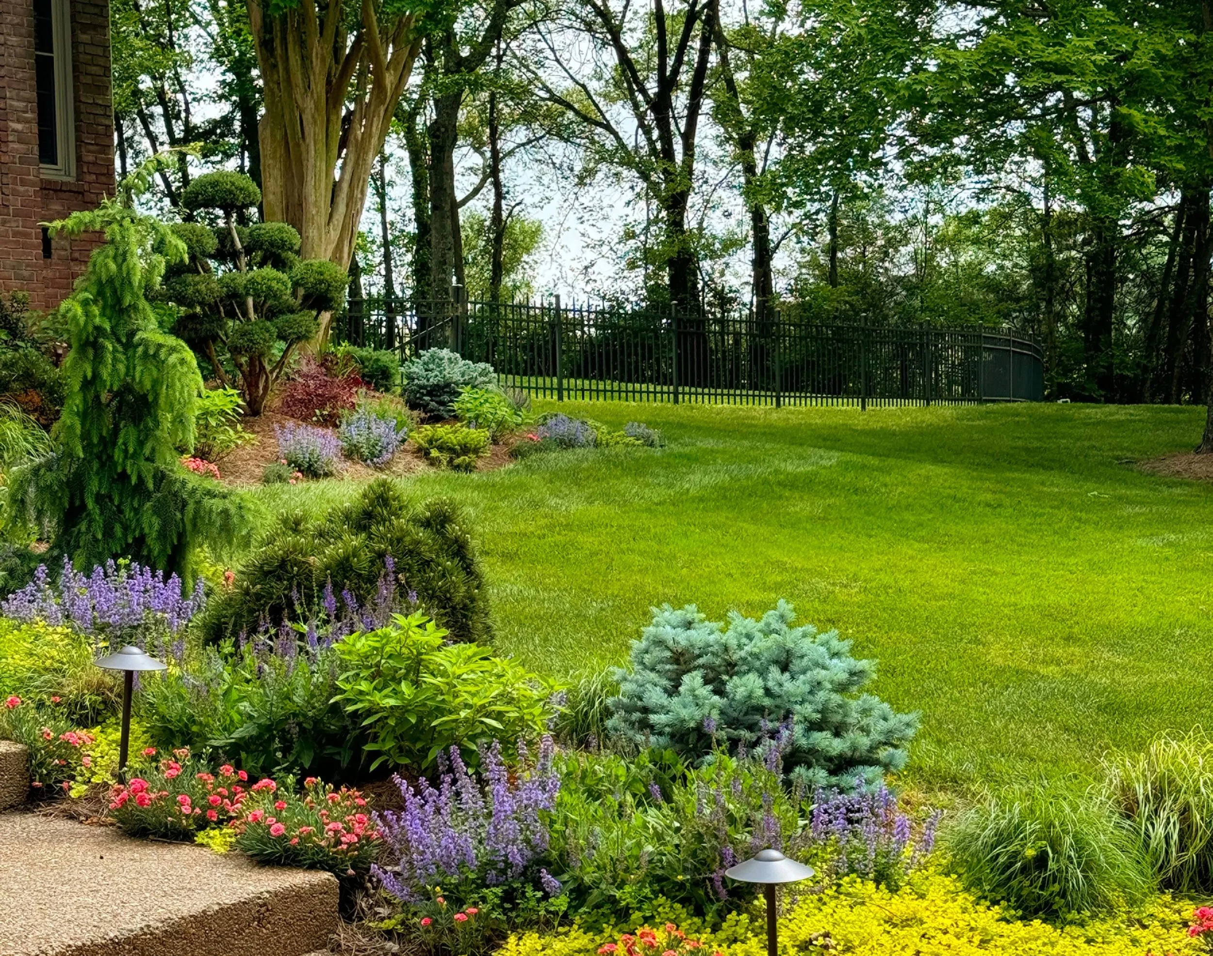Side garden from whole property landscape design commission by The Grass Girl, Nashville Tennessee — cloud-pruned specimens, weeping evergreen, blue spruce, layered perennial planting, and lawn.