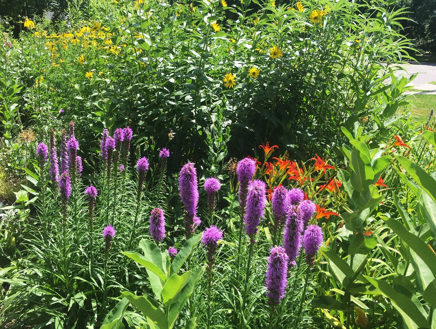A Pollinator garden in middle Tennessee with black-eyed Susans, Liatris, and lillies in the foreground border of the garden