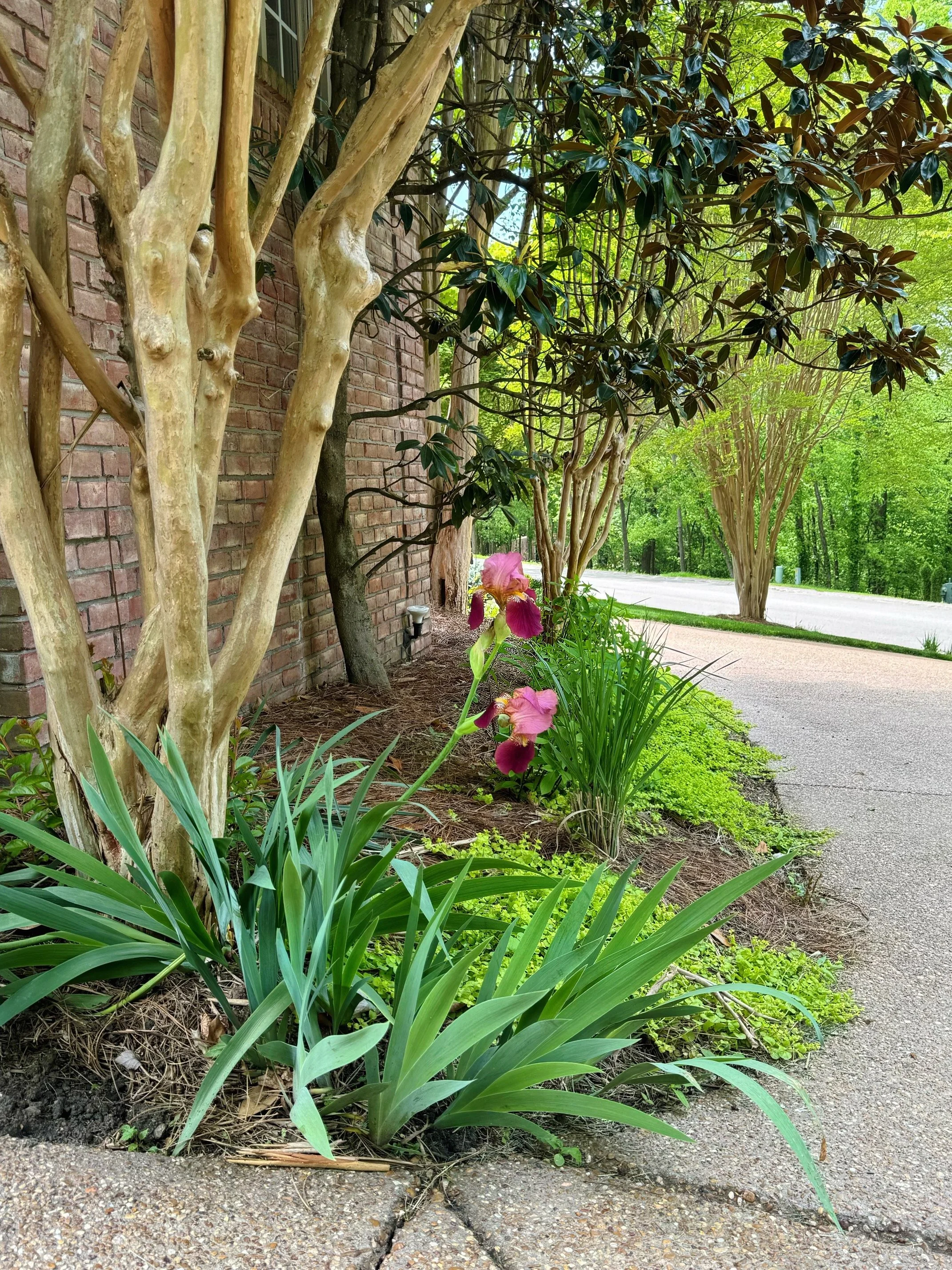 An iris blooming in the foreground in a bed planted with crepe myrtle trees and creeping jenny groundcover